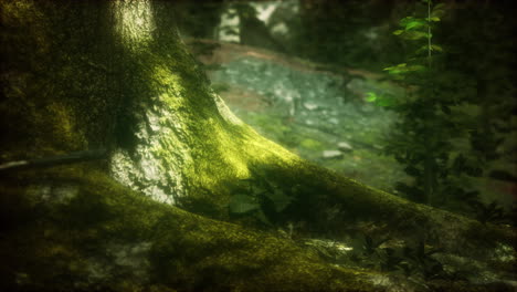 árbol-Con-Musgo-En-Raíces-En-Un-Bosque-Verde